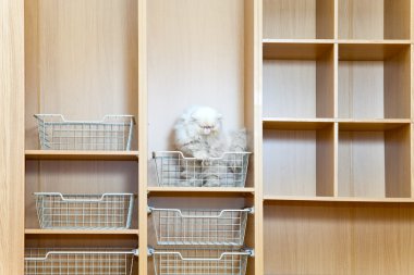 New wardrobe in a new building - by tradition the first start a cat clipart
