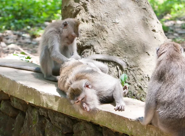 Macachi dalla coda lunga (Macaca fascicularis) nella foresta di scimmie sacre a Ubud B — Foto Stock