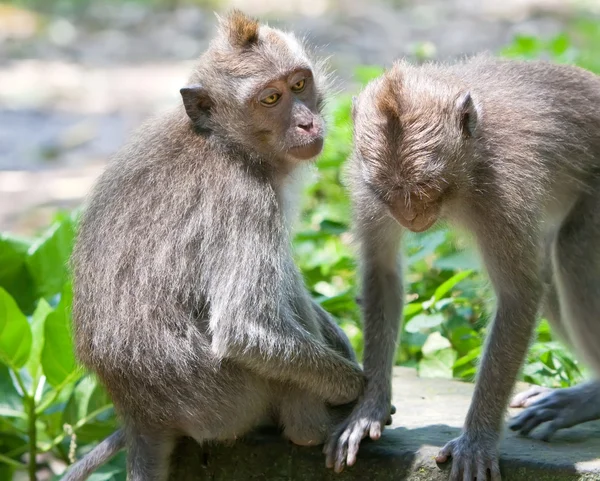 Long-tailed makaków (Macaca fascicularis) w Sacred Monkey Forest Ubud b — Zdjęcie stockowe