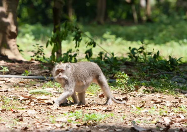 Длиннохвостые макаки (Macaca fascicularis) в Священном обезьяньем лесу в Убуде B — стоковое фото