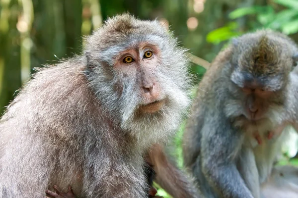 Long-tailed macaques (Macaca fascicularis)in Sacred Monkey Forest in Ubud B — Stock Photo, Image