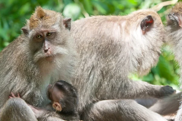 Long-tailed makaków (Macaca fascicularis) w Sacred Monkey Forest Ubud b — Zdjęcie stockowe