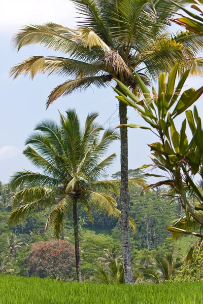 Paisaje tropical. Indonesia. Bali. — Foto de Stock