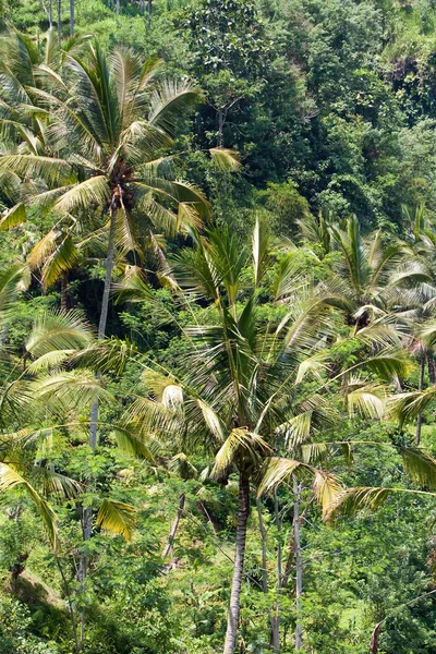 Plantas tropicais numa encosta montanhosa, Indonésia. Bali. — Fotografia de Stock