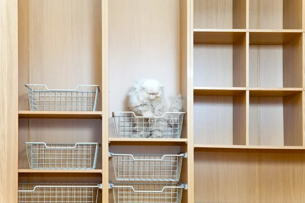 Novo guarda-roupa em um novo edifício - pela tradição a primeira partida um gato — Fotografia de Stock