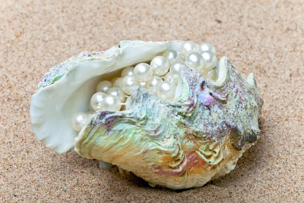 Invólucro de mar multicolorido brilhante com pérolas no interior — Fotografia de Stock