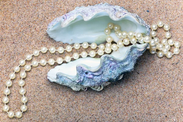 Luminoso guscio marino multicolore con perle all'interno — Foto Stock