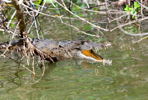 Κροκόδειλος με το στόμα της άνοιξε. ο Μαύρος ποταμός, Τζαμάικα — Φωτογραφία Αρχείου