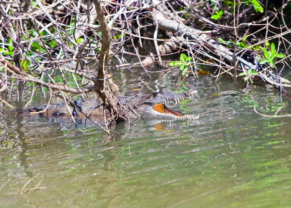 Crocodilo com a boca aberta. O rio Negro, Jamaica — Fotografia de Stock