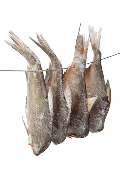 Sušené ryby izolovaných na bílém pozadí — Stock fotografie
