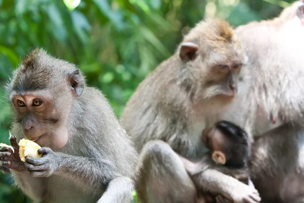 Long-tailed macaques (Macaca fascicularis)in Sacred Monkey Forest — Stock Photo, Image