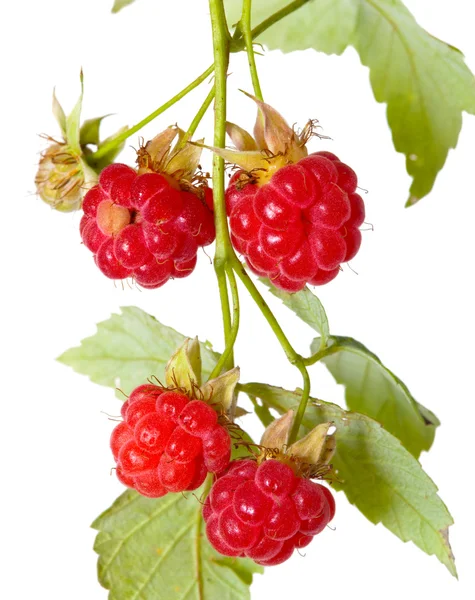 在一个分支上的树莓的成熟莓果 — 图库照片