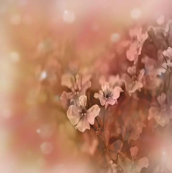 Borda floral pastel — Fotografia de Stock