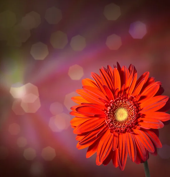 Blommor på abstrakt bakgrund — Stockfoto
