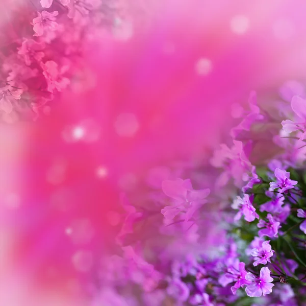 Arka plan üzerinde çiçekler — Stok fotoğraf