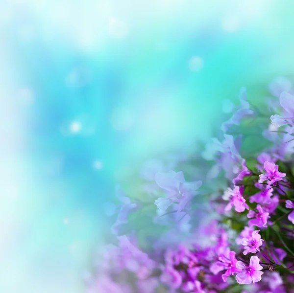 Flores em fundo abstrato — Fotografia de Stock