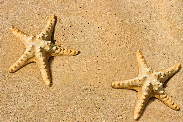 ビーチで星の魚 — ストック写真