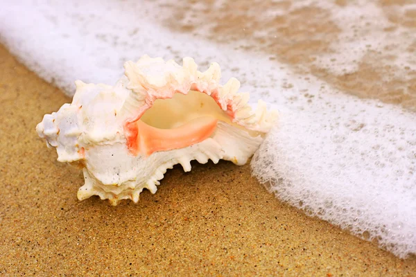 Морська мушля на пляжі — стокове фото