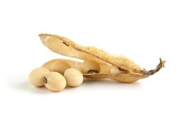 Soybean isolated on white background clipart