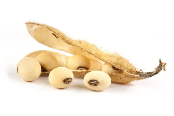 Dry soy beans — Stock Photo, Image
