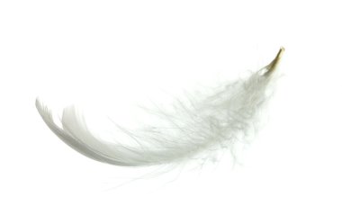 White goose feather clipart