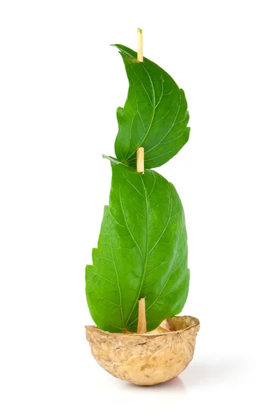 stock image Sailboat made of walnut