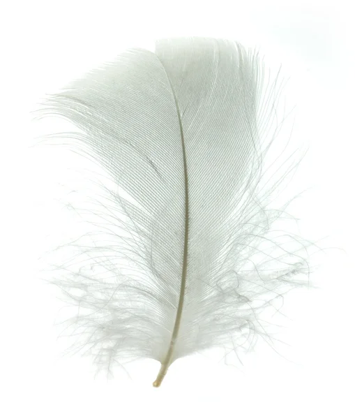 Гуска біла перо — стокове фото