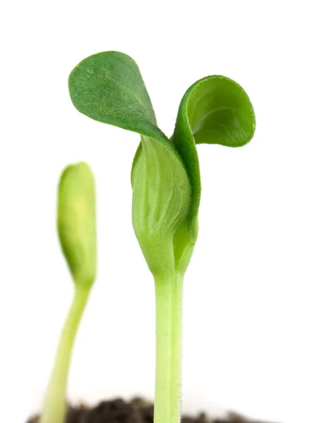 Plantas de semente de Sumpkin — Fotografia de Stock
