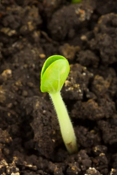 Sumpkin seedling — Stock Photo, Image