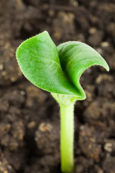 Plantas de semente de Sumpkin — Fotografia de Stock
