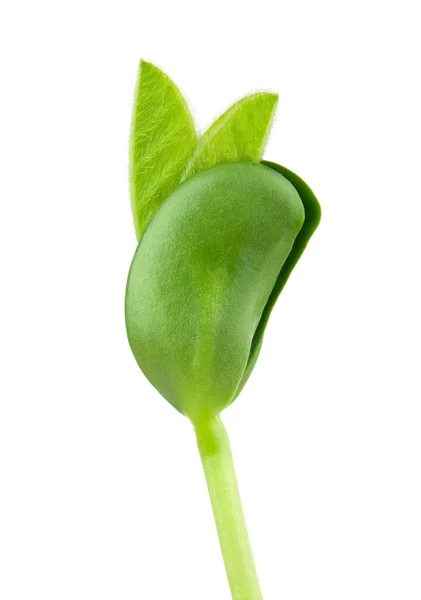 ダイズ幼植物 — ストック写真