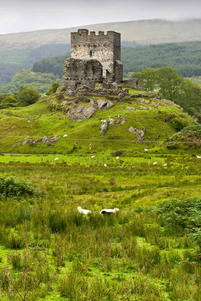 Dolwyddelan castle in Snowdonia, wales — Stock Photo, Image