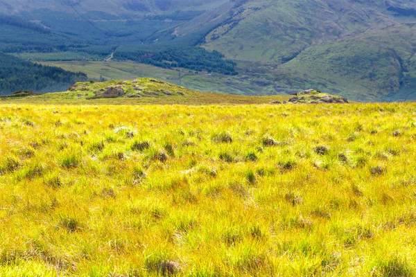 Yellow field against blue mountain — Stock Photo, Image