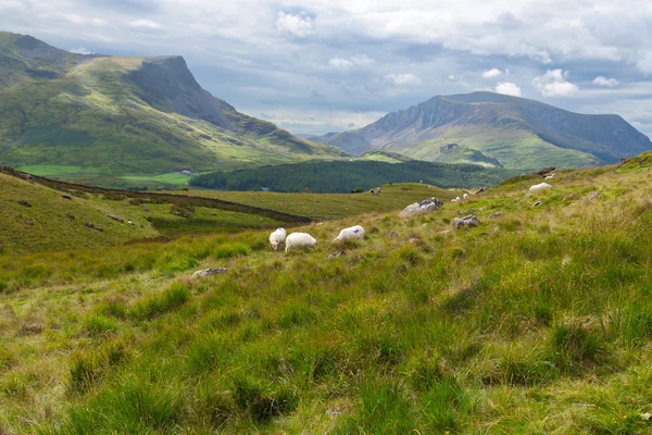 Ovelhas no campo, País de Gales, Reino Unido — Fotografia de Stock