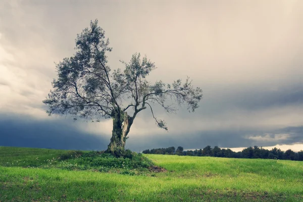 외로운 올리브 나무 — 스톡 사진