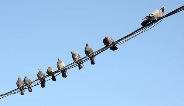 电线上的鸽子 — 图库照片