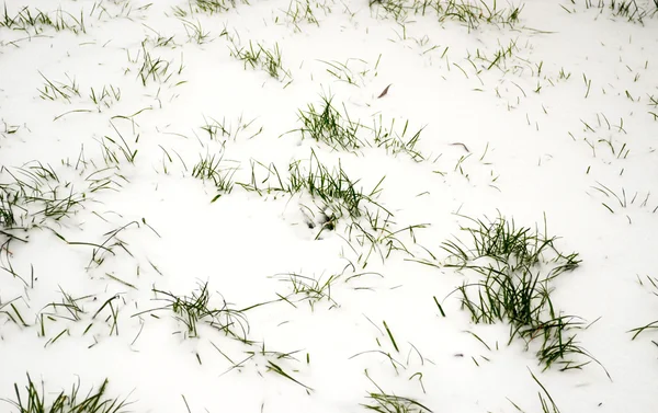 Grass in sneeuw — Stockfoto