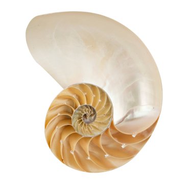 Nautilus shell clipart