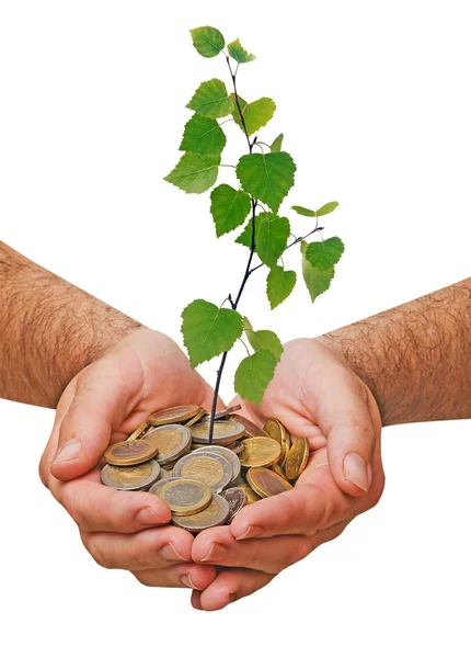 Palms with a sapling growng from pile of coins — Stock Photo, Image