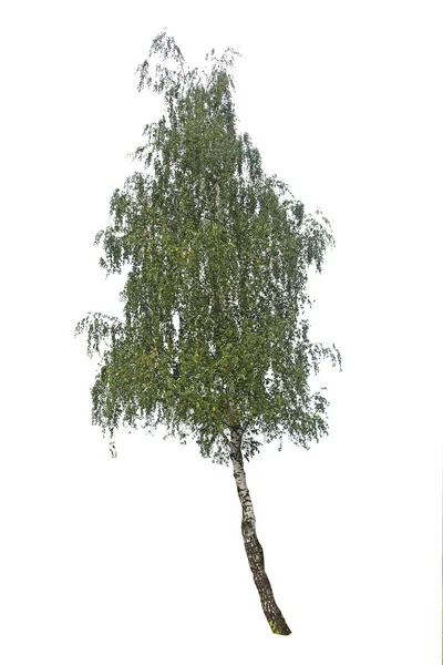 Birch tree geïsoleerd op witte achtergrond — Stockfoto