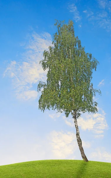 Brzozowe drzewo — Zdjęcie stockowe