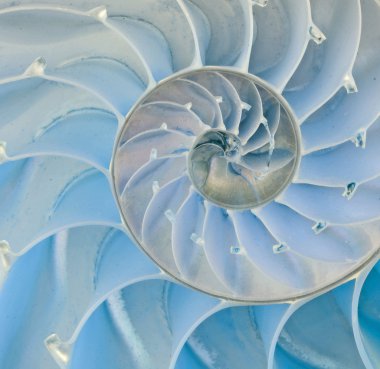 Section of nautilus shell clipart