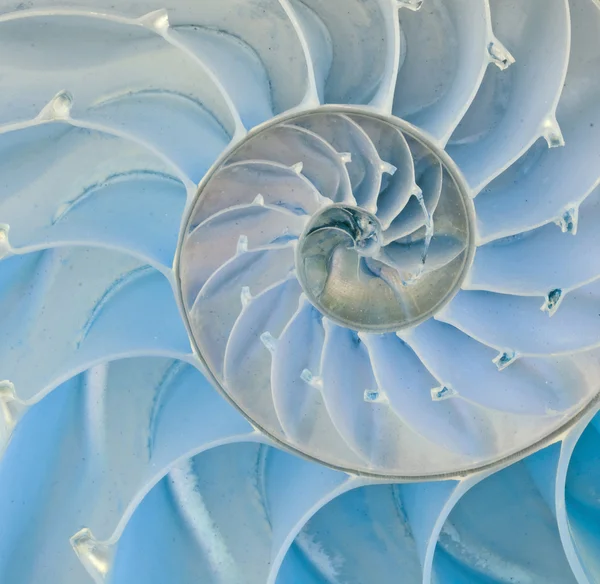 鹦鹉螺的壳一节 — 图库照片