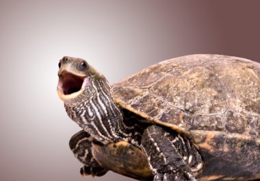 Ağzı açık kaplumbağa.
