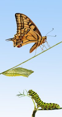 Close up of caterpillar , pupae, and swallowtail butterfly clipart