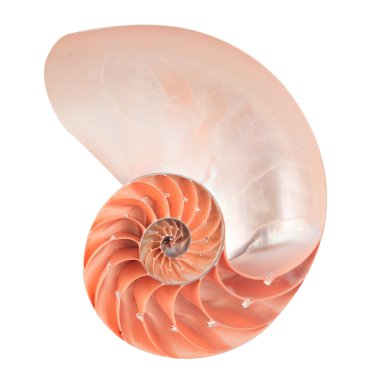 Nautilus shell clipart