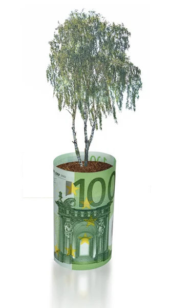 Birch tree growing from euro bill — Stock Photo, Image