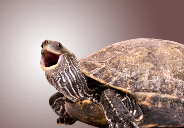 Черепаха с открытым ртом — стоковое фото