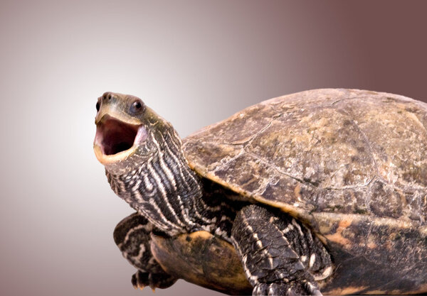 Turtle with open mouth