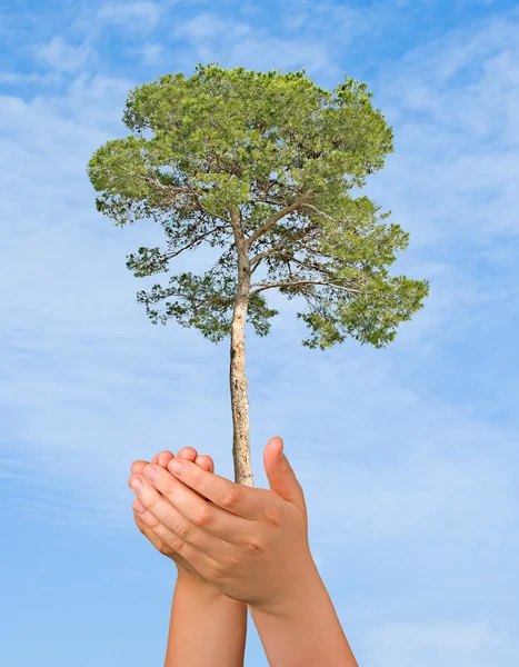 stock image Pine tree in palms as a symbol of nature protection